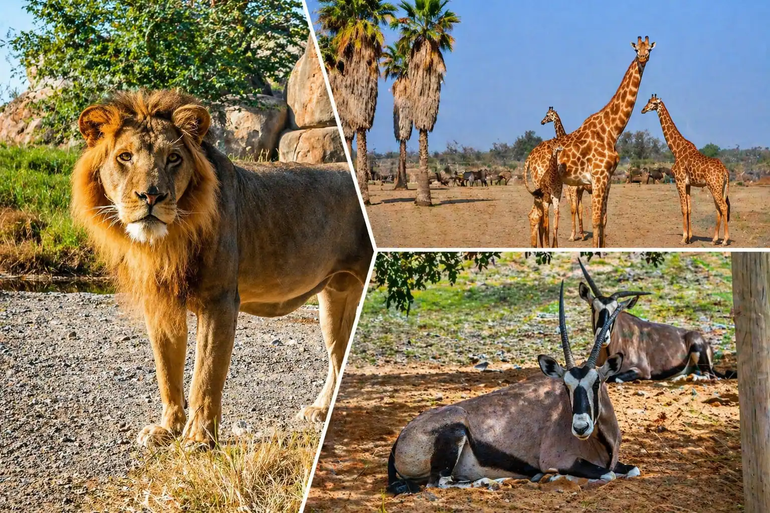Safari snapshot collage with wildlife