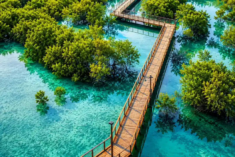 Elevated boardwalk through mangrove forest at Jubail Mangrove Park, Abu Dhabi