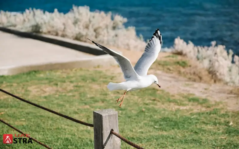 Birdwatching and Nature Walks
