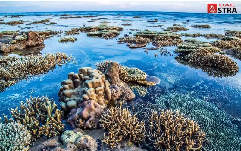 Marine Life and Ecosystem