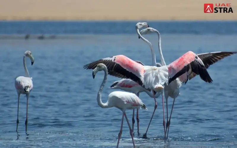 Wildlife and Bird Watching Umm Yifenah Island