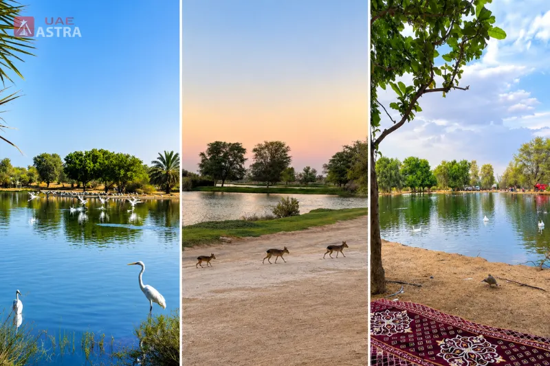 Al Qudra Lake wildlife and lakeside scenery collage