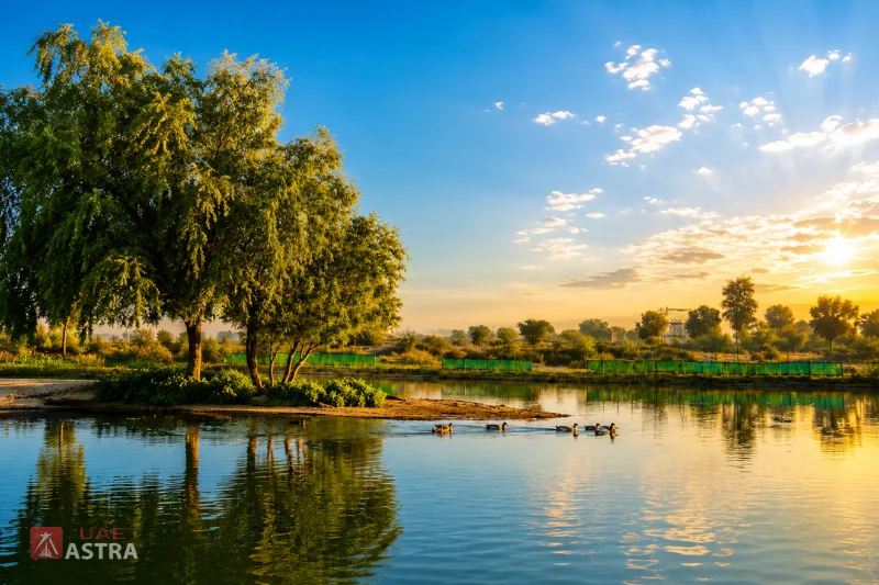 Al Qudra Lake with ducks and desert surroundings