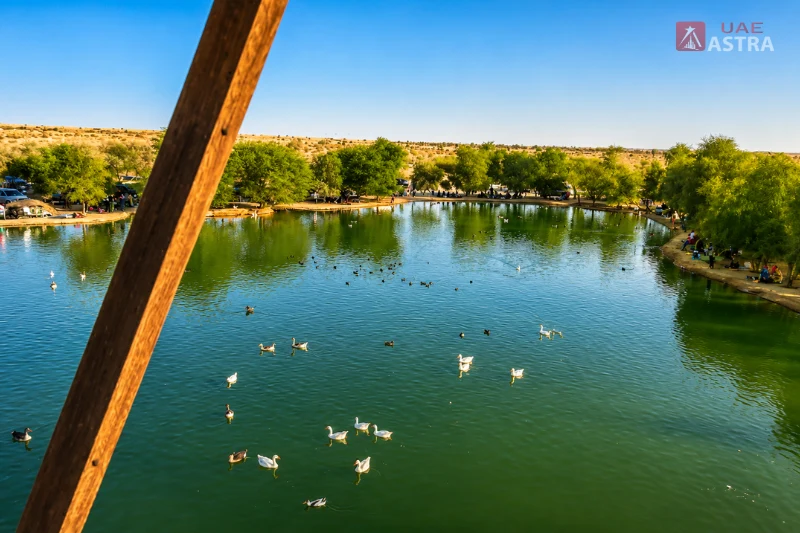 Al Qudra Lake with waterfowl and desert surroundings