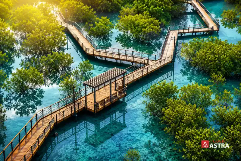 Jubail Mangrove Park boardwalk winding through turquoise mangrove waters in Abu Dhabi.