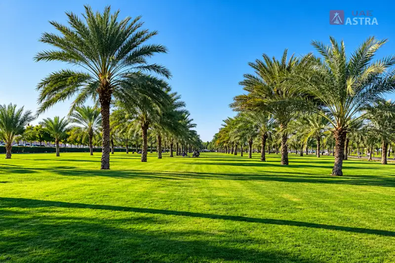 Al Safia Parks green lawns and rows of palm trees in Ajman
