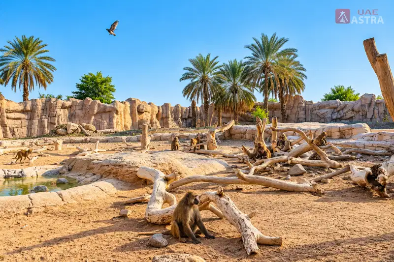 Baboons in a rocky habitat at Sharjah Desert Park