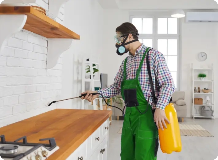 Common Pest Problems in UAE