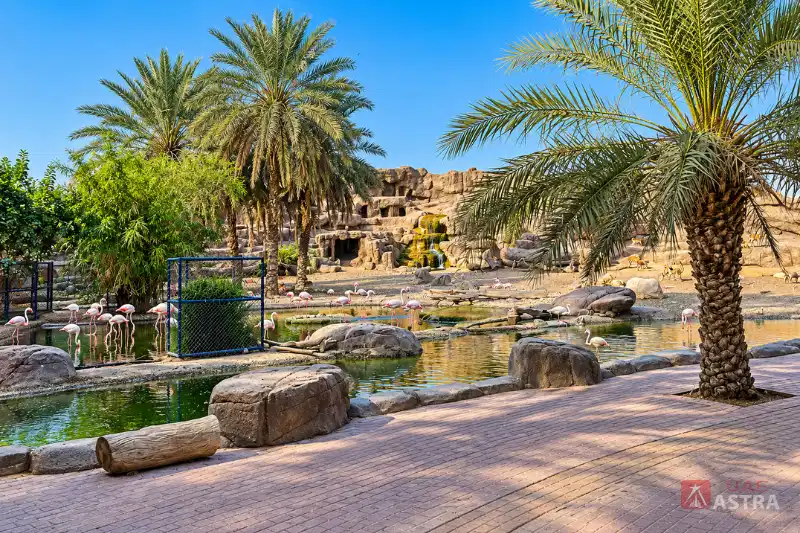 Flamingos at Sharjah Desert Parks rocky water habitat