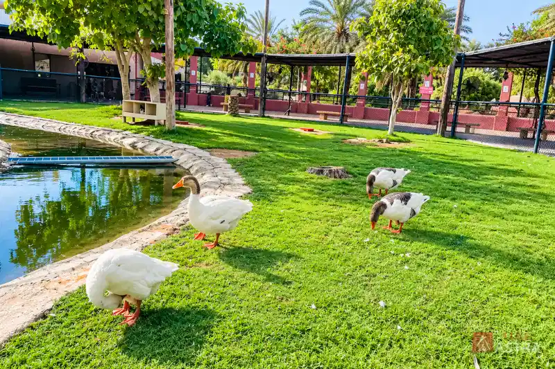 Geese by the pond at Sharjah Desert Park Childrens Farm