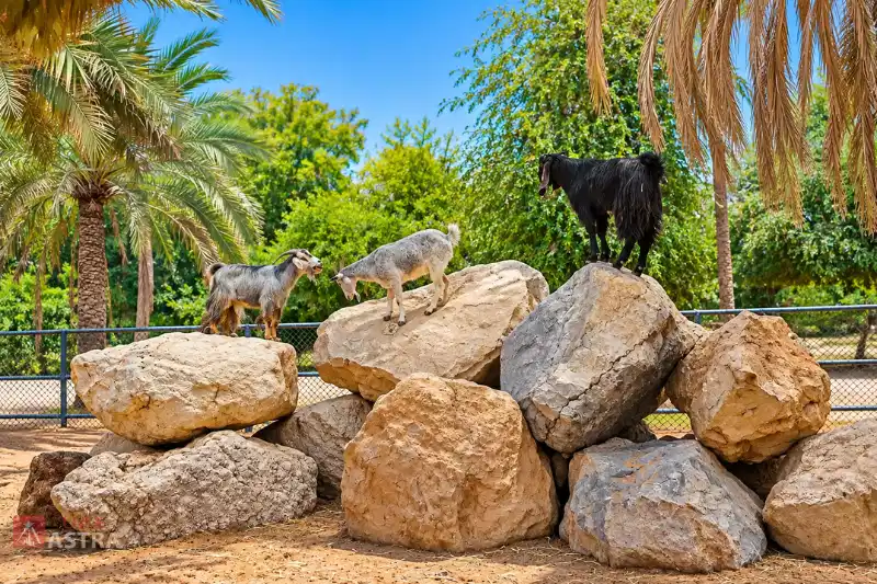 Goats climbing rocks at Sharjah Desert Parks Childrens Farm