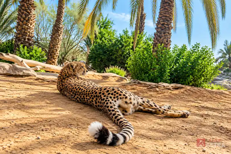 Spotted cheetah resting in a natural habitat at Sharjah Desert Park